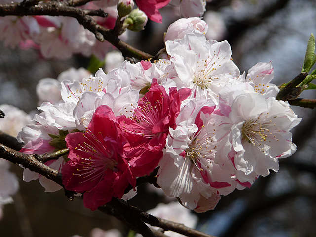「源平」という
1本の樹に紅白の花が咲く、観賞用の桃です。
SとMが同居する、人間の二面性のようで...(^^ゞ