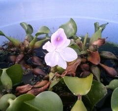 メダカを飼育している屋外放置の桶で、ひっそりとホテイアオイがが花を咲かせていました。
